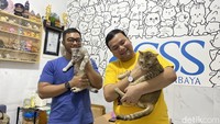 Melihat Kucing Gemoy di Shelter Cat Society of Surabaya