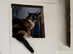 Benarkah Pelihara Kucing Bisa Bikin Mandul?