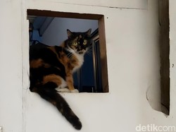 Benarkah Pelihara Kucing Bisa Bikin Mandul?