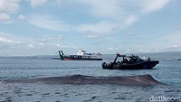 Paus Raksasa Terdampar di Selat Bali Dekat Pelabuhan Gilimanuk