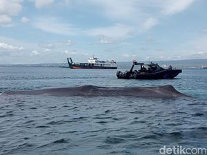 Paus Raksasa Terdampar di Selat Bali Dekat Pelabuhan Gilimanuk