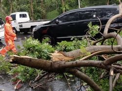 Belasan Pohon Tumbang Saat Hujan Deras-Angin Kencang Landa Surabaya