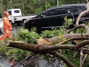 Belasan Pohon Tumbang Saat Hujan Deras-Angin Kencang Landa Surabaya