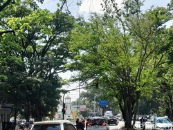Pengendara Keluhkan Lampu Lalin di Bandung yang Tertutup Dahan Pohon