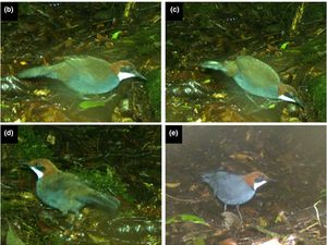 Spesies Baru Burung Pengicau Ditemukan di Papua Nugini, Tertangkap Kamera Jebak