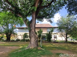 Alasan SMSR Jogja Beriniat Tebang Pohon Munggur Berujung Didemo Murid