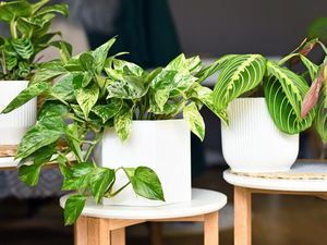 5 Rekomendasi Tanaman Hias Trendi buat 2026, Bikin Rumah Makin Estetik!