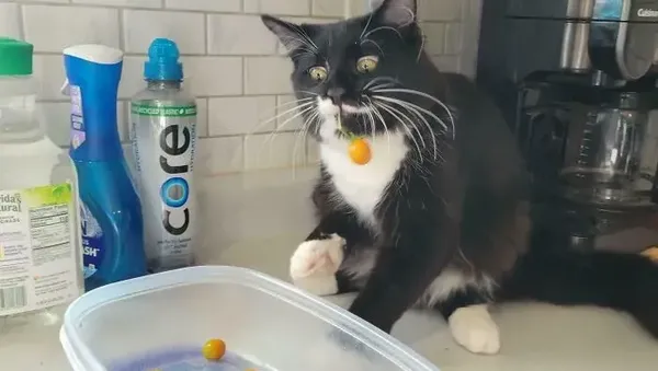 Maling! Momen Hewan Licik Pencuri Makanan Tertangkap Kamera