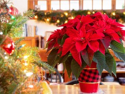 5 Tanaman Hias yang Cocok untuk Dekorasi Natal, Selain Cemara