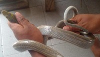 Ular Gonyosoma 1,5 Meter Ngumpet di Kamar Warga Boyolali