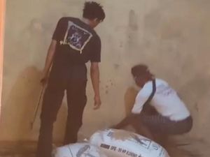 Hii Kobra Jawa 1 Meter Bersarang di Gudang Gabah Milik Warga Klaten