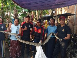 Ular Piton 4 Meter Ini Terjebak di Kandang Usai Mangsa Ayam, Damkar Evakuasi