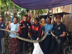 Ular Piton 4 Meter Ini Terjebak di Kandang Usai Mangsa Ayam, Damkar Evakuasi