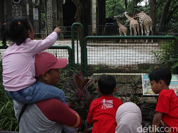 Tiket Murah Jadi Daya Tarik, Ragunan Ramai Saat Libur Nataru