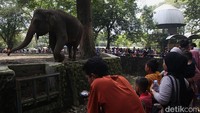 Kata Ragunan soal Viral Bocah Terjatuh ke Kandang Gajah