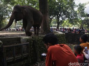 Libur Nataru, Ragunan Zoo Tetap Buka buat Wisatawan