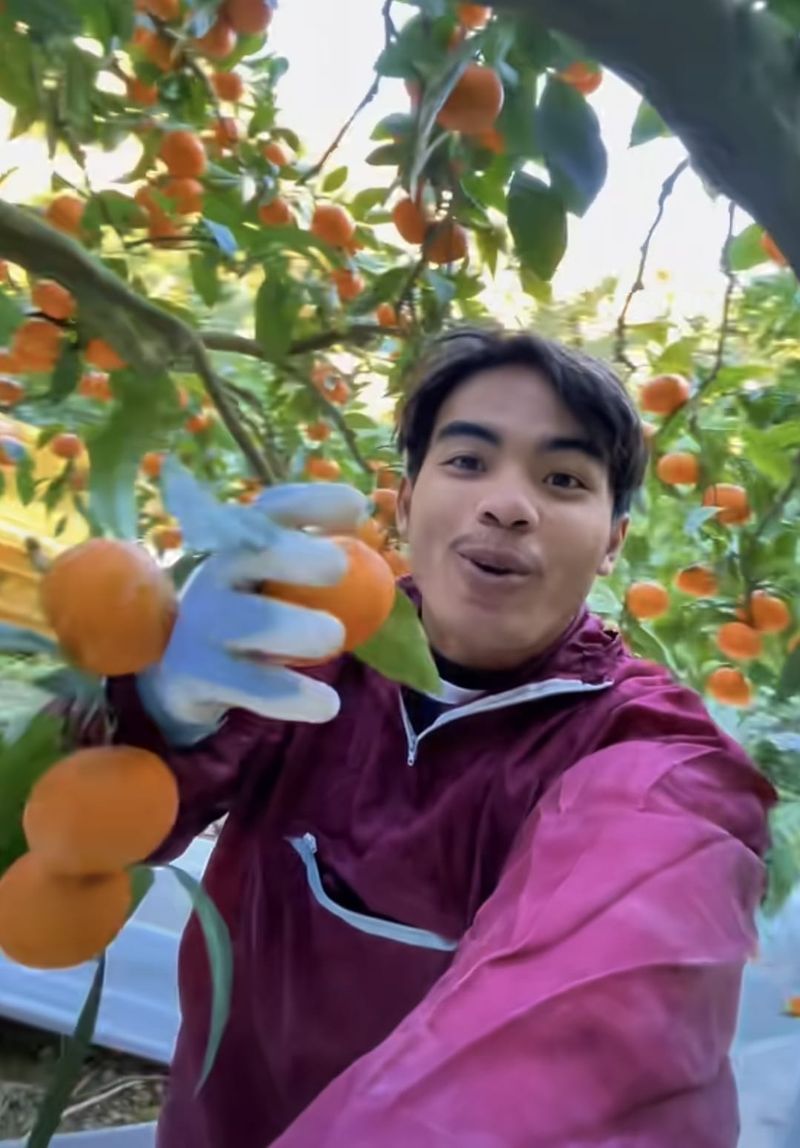 WNI jadi petani jeruk di Jepang
