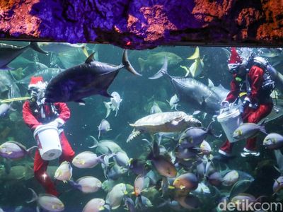 Atraksi Sinterklas Bawah Laut Meriahkan Libur Natal