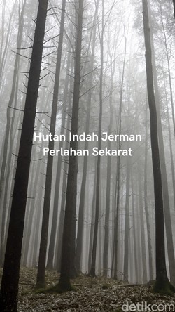 Video: Hutan Harz JermanTerancam Dampak Iklim Ekstrem