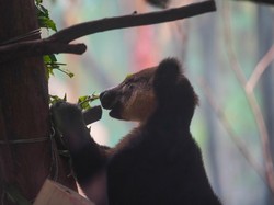 Si Imut Kanguru Pohon Nemena Hadir di Batu Secret Zoo