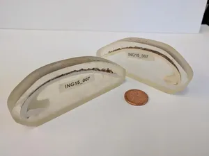 Kerang Ming, Hewan Tertua Berusia 507 Tahun Itu Mati karena Manusia