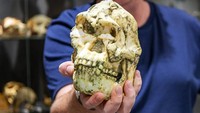 Temuan Fosil 'Little Foot' Bisa Tulis Ulang Sejarah Evolusi Manusia