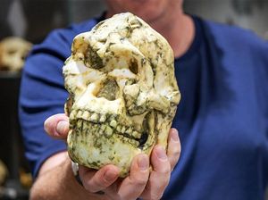 Temuan Fosil Little Foot Bisa Tulis Ulang Sejarah Evolusi Manusia