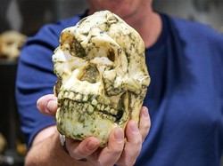 Temuan Fosil Little Foot Bisa Tulis Ulang Sejarah Evolusi Manusia