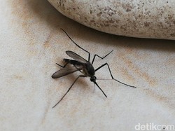 Kasus DBD Kota Pasuruan 2025 Naik Drastis, Capai 492 Pasien