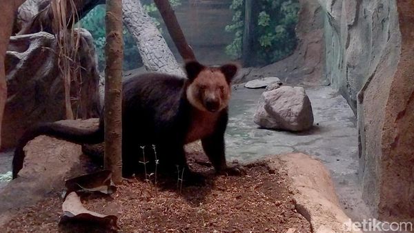 Kanguru Pohon Nemena Hadir di Batu Secret Zoo