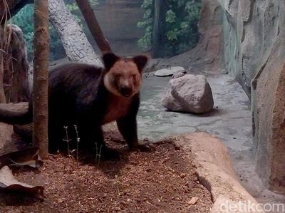 Kanguru Pohon Nemena Hadir di Batu Secret Zoo