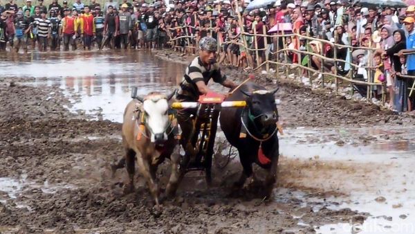 Kerapan Sapeh Sakak Probolinggo