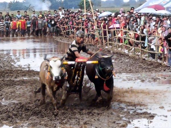 Kerapan Sapeh Sakak Probolinggo