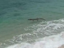 Buaya Kembali Muncul di Pantai Malang Selatan