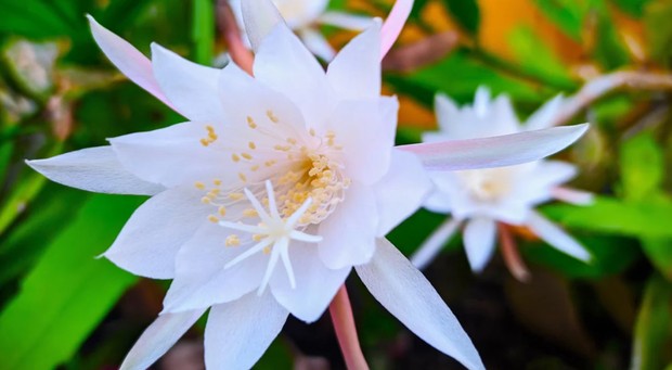 Bunga Kadupul dikenal sebagai salah satu bunga termahal di dunia karena tidak bisa diperjualbelikan dan hanya mekar pada malam hari dalam waktu singkat.