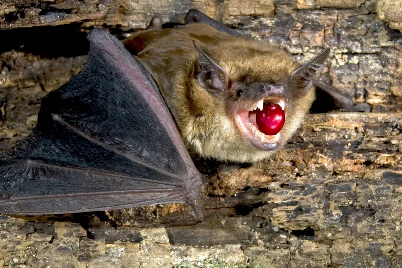 Dari Kunyahan hingga Kotoran Hewan, Kopi Mahal Ini Bikin Penasaran!