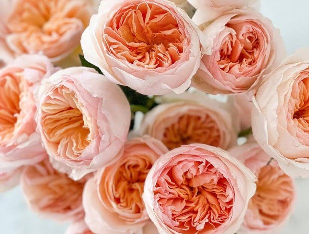 Juliet Rose dikenal sebagai bunga termahal di dunia dari jenis mawar karena biaya pengembangannya yang sangat besar.