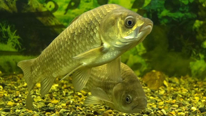 Keren! Kini Ada Inovasi Ikan Tanpa Duri yang Bikin Makan Lebih Nyaman