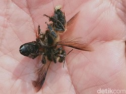 Pedagang Siomay di Klaten Dilarikan ke RS gegara Diserang Tawon Gung