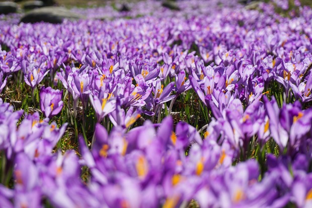 Saffron Crocus termasuk bunga termahal di dunia karena proses panennya yang rumit dan menghasilkan rempah bernilai tinggi.