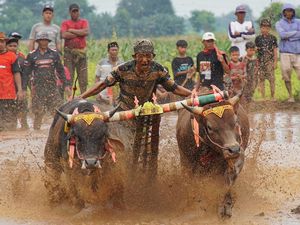 Karapan Sapi Sakak Probolinggo Jadi Daya Tarik Wisata Akhir Tahun