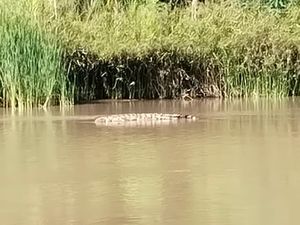 Pemuda Diserang Buaya Saat Mandi di Sungai Mandar Polman, Kaki Korban Luka