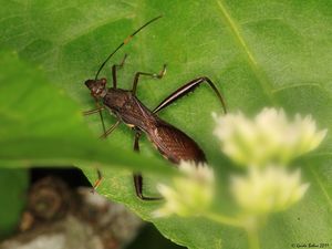 Kepik Itu Hewan Apa? Ini Karakteristik, Ciri-ciri, dan Manfaat bagi Ekosistem