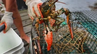 Waduh! FBI Turun Tangan Buat Kasus Lobster Senilai Rp 6 Miliar Hilang