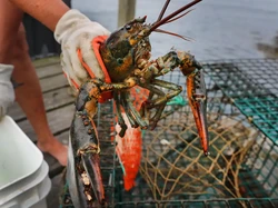 Kala Lobster Senilai Rp 6 Miliar Digasak Maling
