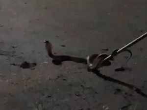 Teror Ular Kobra di Lubuklinggau Saat Musim Hujan, Warga Khawatir