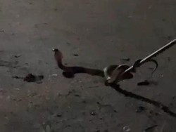 Teror Ular Kobra di Lubuklinggau Saat Musim Hujan, Warga Khawatir