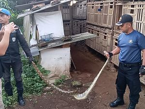 Kagetnya Nana Saat Kandang Ayamnya Disusupi Ular Besar