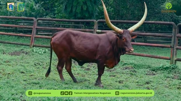 TM Ragunan präsentiert zur Begrüßung des Neujahrsfestes 2026 ein neues Tier in Form eines Paares Watusi. Diese ikonische Kuh aus Afrika ist für ihre großen Hörner bekannt. (IG-Doc @ragunanzoo) TM Ragunan präsentiert zur Begrüßung des Neujahrsfestes 2026 ein neues Tier in Form eines Paares Watusi. Diese ikonische Kuh aus Afrika ist für ihre großen Hörner bekannt. (IG-Doc @ragunanzoo)