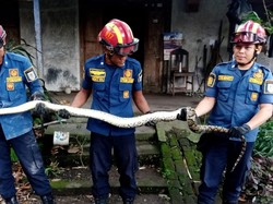 Hii! Ular Piton 3,5 Meter Satroni Dapur Warga Kunden Klaten